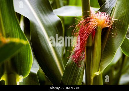 La fleur mâle de la plante de maïs est connue sous le nom de pompon de maïs. Banque D'Images