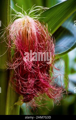 La fleur mâle de la plante de maïs est connue sous le nom de pompon de maïs. Banque D'Images