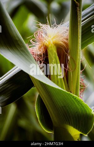 La fleur mâle de la plante de maïs est connue sous le nom de pampille de maïs et apparaît sur le dessus de la plante pour produire du pollen qui encourage le mûrissement. Banque D'Images