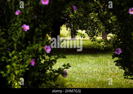 Hibiscus commun ou 'Rose of Sharon'. Banque D'Images