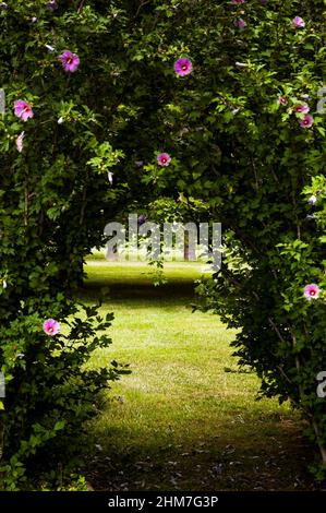 Hibiscus commun ou 'Rose of Sharon'. Banque D'Images