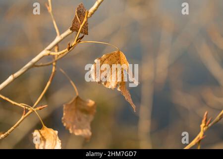 Des feuilles sèches sur la branche de peuplier dans le parc d'automne, un beau gros plan ensoleillé Banque D'Images