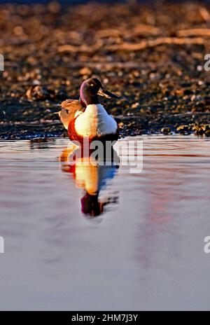 Pelle butte - spatule clypeata Banque D'Images