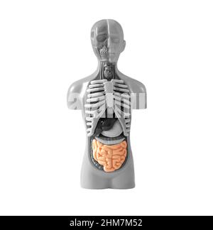 Intestin dans le modèle du corps humain isolé sur fond blanc. Étude du système digestif humain. Concept d'éducation médicale. Photo de haute qualité Banque D'Images