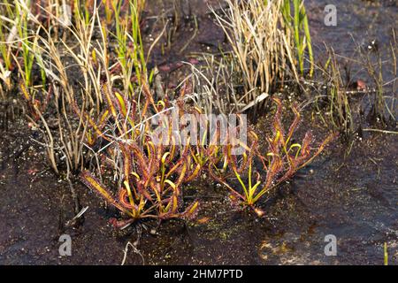 Drosera capensis dans un habitat humide au sud de Cape Town, dans le Cap occidental de l'Afrique du Sud Banque D'Images