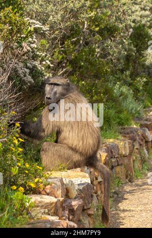 Baboon assis au parc national du Cap de bonne espérance dans le Cap occidental de l'Afrique du Sud Banque D'Images