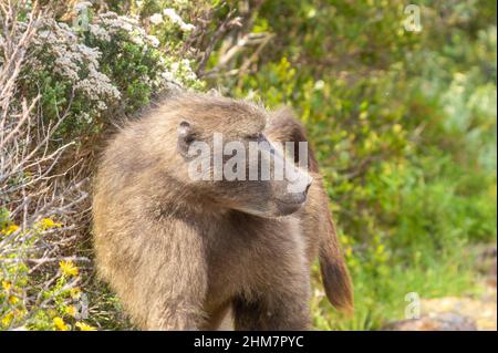 Gros plan d'un babouin (Papio ursinus) pris au parc national du Cap de bonne espérance dans le Cap occidental de l'Afrique du Sud Banque D'Images