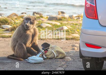 Pavian (Baboon) vérifie un sac volé pour de la nourriture au Cap de bonne espérance dans le Cap occidental de l'Afrique du Sud Banque D'Images