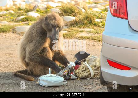 Pavian (Baboon) vérifie un sac volé pour de la nourriture au Cap de bonne espérance dans le Cap occidental de l'Afrique du Sud Banque D'Images