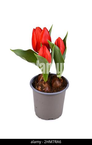 Tulipe rouge « Tulipa Red Paradise » dans un pot de fleurs sur fond blanc Banque D'Images