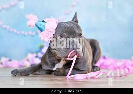 Drôle de Bulldog français avec partie d'anniversaire chapeau et papier banderole dans la bouche couché en face de fond bleu flou Banque D'Images