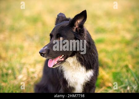 Happy Border Collie chien sans laisse dehors dans la nature dans beau lever de soleil. Happy Dog à côté dans le parc de la ville. Banque D'Images