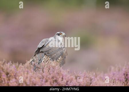 Palompe du Nord (Accipiter gentilis) adulte perchée dans la lande, Suffolk, Angleterre, septembre, conditions contrôlées Banque D'Images