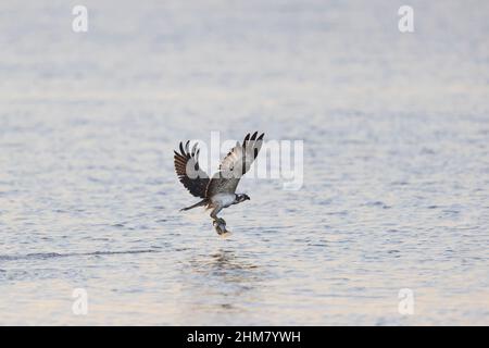 Osprey (Pandion haliatus) juvénile volant bas au-dessus de l'eau avec des poissons dans les talons, Suffolk, Angleterre, septembre Banque D'Images