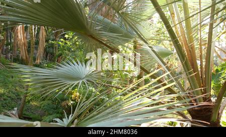 Végétation luxuriante juteuse d'arbres tropicaux dans une forêt de jungle ensoleillée ou forêt tropicale exotique d'amazone, paradis botanique de verdure. Feuilles de plantes. Palmiers de chemin de canyon de palmiers en plein soleil, nature oasis du désert Banque D'Images