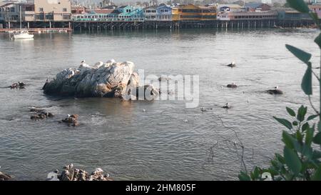 Maisons en bois colorées sur des pieux, des piliers ou des pylônes. Lion de mer, phoque tacheté et oiseaux mouettes, roche dans l'eau de l'océan. Old Fisherman's Wharf, port de la baie de Monterey, faune ou faune de la côte californienne, États-Unis. Banque D'Images