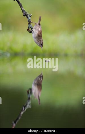 Wren eurasien (troglodytes troglodytes) adulte perché sur une branche prenant la mouche de l'aulne (Sialis lutaria) adulte de la surface de l'eau dans l'étang, avec réflexion Banque D'Images