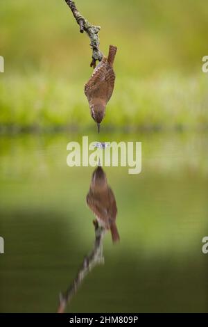 Wren eurasien (troglodytes troglodytes) adulte perché sur une branche prenant la mouche de l'aulne (Sialis lutaria) adulte de la surface de l'eau dans l'étang, avec réflexion Banque D'Images