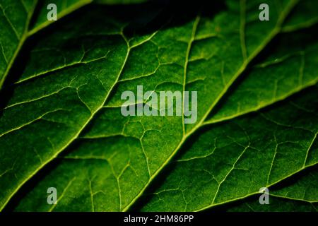 Photo macro de la texture de la feuille verte. Banque D'Images