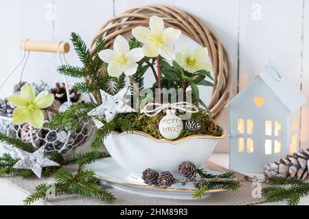 décoration de noël avec helleborus niger en bateau à sauce vintage Banque D'Images