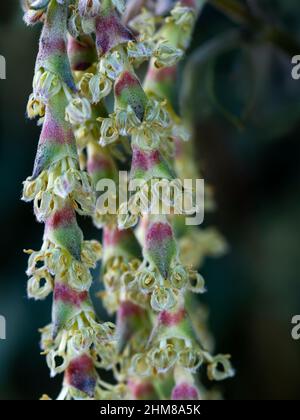 Garrya elliptica début février Banque D'Images