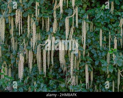 Garrya elliptica début février Banque D'Images