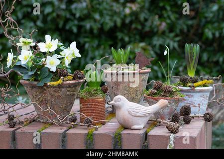 helleborus niger, jacinthes et chute de neige dans des pots en terre cuite d'époque dans le jardin Banque D'Images