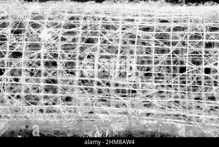 L'éponge en verre extrait l'acide silicique de l'eau de mer et tourne un réseau délicat de fibres épiculaires siliceuses pour construire un cadre de support délicat. Banque D'Images