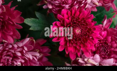 Belle fleur rouge de chrysanthème - vue de dessus. Boutons de fleurs de chrysanthème en fleurs, gros plan. Banque D'Images