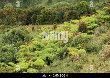 La végétation typique de l'île de Chiloe, Chili Banque D'Images