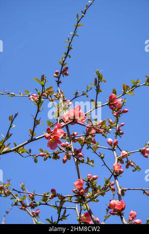 Fleurs roses sur des branches de coing japonais arbustive contre le ciel bleu.Coings japonais en fleurs.Belle floraison printanière.Gros plan.Foc sélectif Banque D'Images