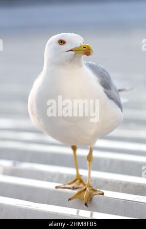 Un mouette de près, debout sur un toit. Banque D'Images