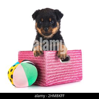 Chiot rottweiler in front of white background Banque D'Images