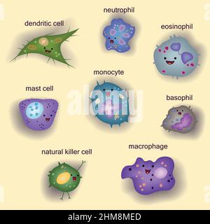 Ensemble de cellules du système immunitaire inné, dessin animé mignon drôle illustration de vecteur Illustration de Vecteur