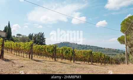 Paesaggio Toscano, Castagneto Carducci, provincia di Livorno, Italie Banque D'Images