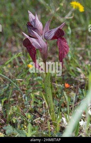 Istrischer Zungenstendel, Istrischer Zungenständel, Serapias istriaca, Serapias negecta subsp. Istriaca, Tongue-Orchid, le Sérapias, Kroatien, Istrie Banque D'Images