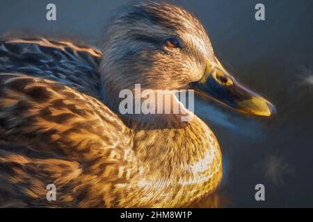 Peinture numérique d'un canard malard féminin, anas platyrhynchos, avec une tête de gros plan éclairée au soleil et en profil, avec un fond bokeh. Banque D'Images