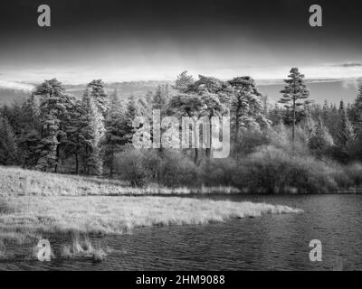 Une image infrarouge de Waldergrave Pool et Stockhill Wood à Priddy Mineries, l'ancien paysage minier dans le paysage national de Mendip Hills, Somerset, Angleterre. Banque D'Images