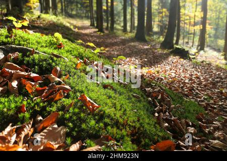 Forêt d'automne ensoleillée, gros plan de mousse et de feuilles de hêtre tombées. Banque D'Images