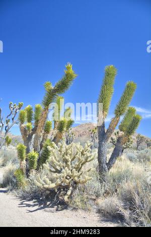 Joshua Tree Yucca brevifolia et Chola cactus poussant sur le dessert Mojave aux États-Unis. Banque D'Images