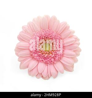 Rose Gerbera fleur de type Marguerite sur fond blanc Banque D'Images
