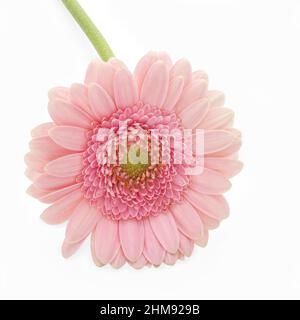 Rose Gerbera fleur de type Marguerite sur fond blanc Banque D'Images
