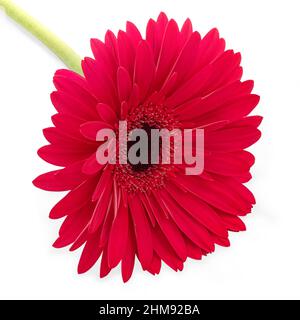 Gerbera rouge fleur de type Marguerite sur fond blanc Banque D'Images