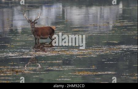 Un cerf se tenant dans l'eau du Loch Ranza (Lochranza, île d'Arran Ecosse - Royaume-Uni) se rafraîchit après une journée très chaude d'août Banque D'Images