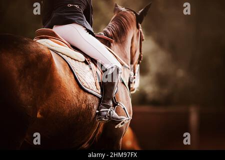 Vue arrière d'un cheval de baie avec un cavalier dans une selle en cuir. Sports équestres. Équitation. Compétitions équestres. Banque D'Images