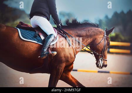 Un beau cheval de baie rapide avec un cavalier dans la selle gallops lors d'une compétition de saut de spectacle. Sports équestres. Équitation. Banque D'Images