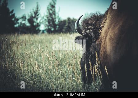 Suivez le bison, point de vue de derrière un buffle américain Banque D'Images