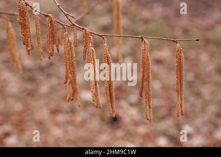 Gros plan d'une branche mince pleine de longues chatons jaunes de noisettes qui poussent dans la forêt avec un fond flou. Saison de reproduction pour la flore. Observation Banque D'Images