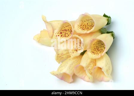 Großblütiger Gelber Fingerhut, Digitalis grandiflora, Giftpflanze aus der Familie der Wegerichgewächse, Plantaginaceae, Heilpflanze / à grandes fleurs Banque D'Images