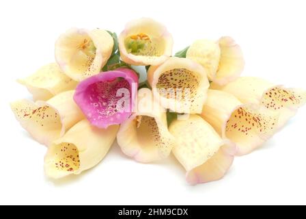 Großblütiger Gelber Fingerhut, Digitalis grandiflora, Giftpflanze aus der Familie der Wegerichgewächse, Plantaginaceae, Heilpflanze / à grandes fleurs Banque D'Images